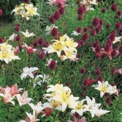 Allium Sphaerocephalon -Planticaa Sales Store x600 22113