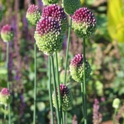 Allium Sphaerocephalon -Planticaa Sales Store x600 22114