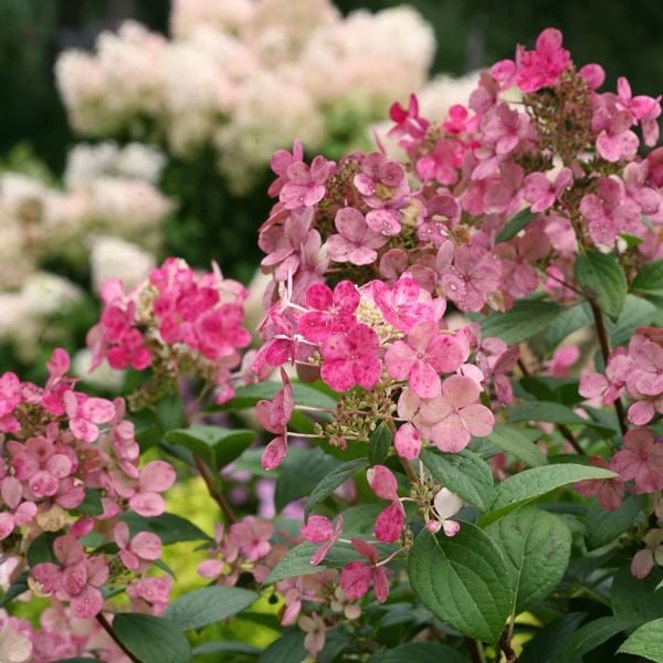 Hydrangea Paniculata Little Quick Fire® 9 Hydrangea Paniculata Little Quick Fire® - Image 7