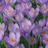 Crocus Tommasinianus -Planticaa Sales Store x600 22170
