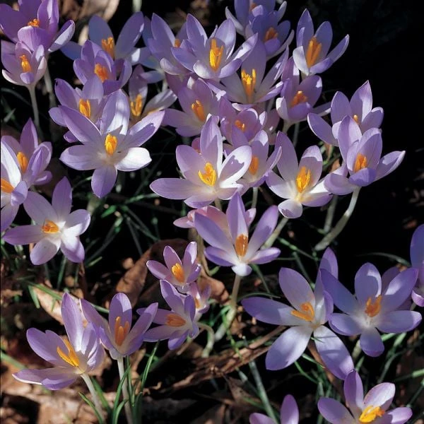 Crocus Tommasinianus 4 Crocus Tommasinianus - Image 2