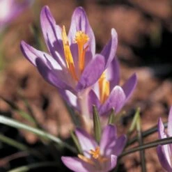 Crocus Tommasinianus 7 Crocus Tommasinianus -Planticaa Sales Store x600 22172