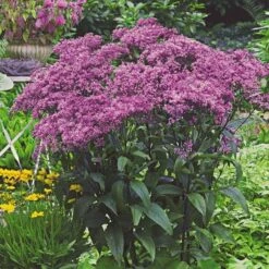 Monarch Butterfly Perennial Garden -Planticaa Sales Store x600 22173