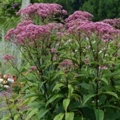 Eupatorium Dubium 'Baby Joe' -Planticaa Sales Store x600 22174