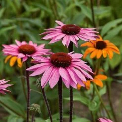 Echinacea Purpurea Prairie Pillars™ 'Merlot' -Planticaa Sales Store x600 22175