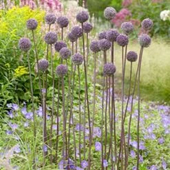 Allium 'Summer Drummer' -Planticaa Sales Store x600 22176