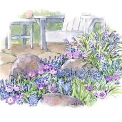 Pollinator Bulb Collection 13 Pollinator Bulb Collection -Planticaa Sales Store x600 22189