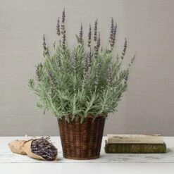 Lavender 'Goodwin Creek Grey' In 7" Woven Basket