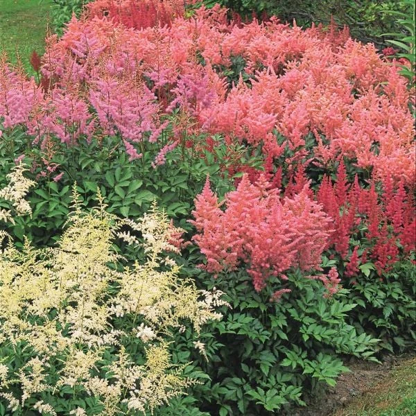Cornerstone Astilbe Collection 4 Cornerstone Astilbe Collection - Image 2