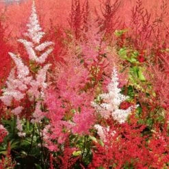 Cornerstone Astilbe Collection 9 Cornerstone Astilbe Collection -Planticaa Sales Store x600 22205