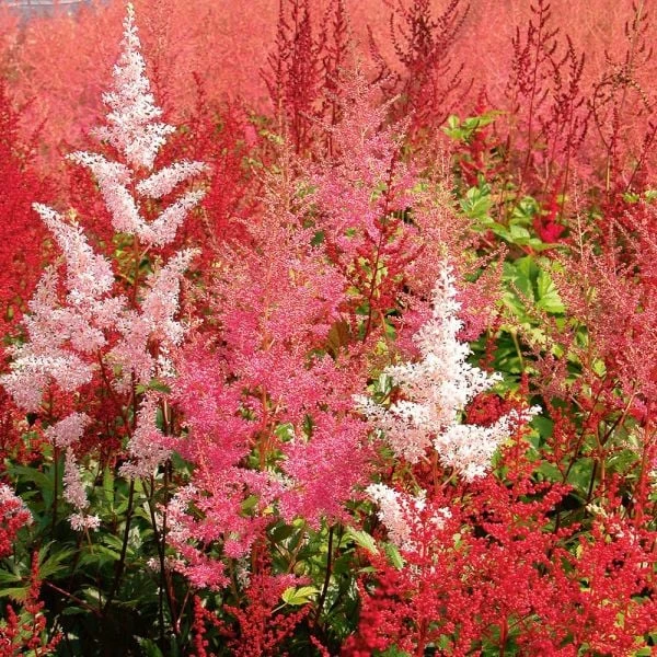 Cornerstone Astilbe Collection 5 Cornerstone Astilbe Collection - Image 3