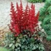 Astilbe X Arendsii 'Fanal' 2 Astilbe X Arendsii 'Fanal' -Planticaa Sales Store x600 22206
