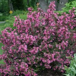 Weigela Florida Wine & Roses® -Planticaa Sales Store x600 22209