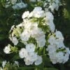 Phlox Paniculata 'David' 1 Phlox Paniculata 'David' -Planticaa Sales Store x600 22211