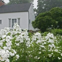 Phlox Paniculata 'David' 9 Phlox Paniculata 'David' -Planticaa Sales Store x600 22213