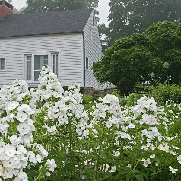 Phlox Paniculata 'David' 5 Phlox Paniculata 'David' - Image 3