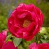 Peony 'Paula Fay' -Planticaa Sales Store x600 22218