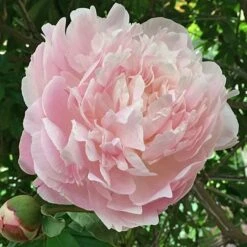 Peony 'Myrtle Gentry' -Planticaa Sales Store x600 22219