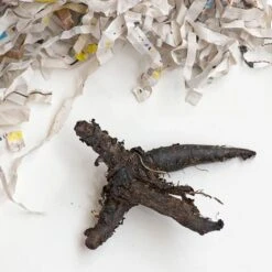 Mertensia Virginica 19 Mertensia Virginica -Planticaa Sales Store x600 22299