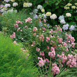 Rose 'The Fairy' 13 Rose 'The Fairy' -Planticaa Sales Store x600 22305