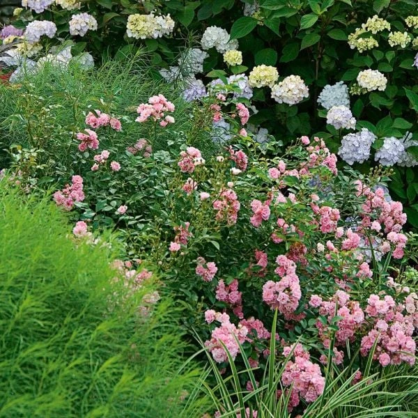 Rose 'The Fairy' 7 Rose 'The Fairy' - Image 5