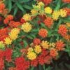 Asclepias Tuberosa Gay Butterflies Mix -Planticaa Sales Store x600 22312