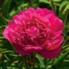 Peony 'Kansas' 1 Peony 'Kansas' -Planticaa Sales Store x600 22313