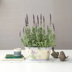 Lavender 'Goodwin Creek Grey' In Decorative Metal Cachepot -Planticaa Sales Store x600 22357