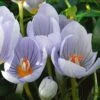 Crocus Pulchellus 2 Crocus Pulchellus -Planticaa Sales Store x600 22431