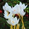 Crocus Speciosus 'Albus' -Planticaa Sales Store x600 22432