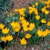 Sternbergia Lutea 2 Sternbergia Lutea -Planticaa Sales Store x600 22434