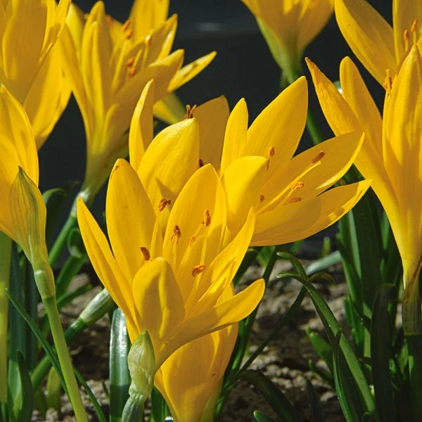 Sternbergia Lutea 4 Sternbergia Lutea - Image 2