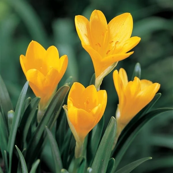 Sternbergia Lutea 5 Sternbergia Lutea - Image 3