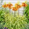 Fritillaria Imperialis 'Aureomarginata' -Planticaa Sales Store x600 22437