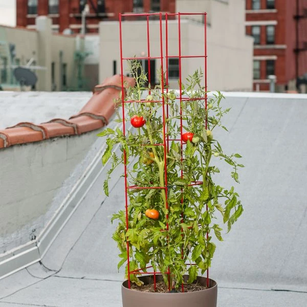 Red Plant Ladder 3 Red Plant Ladder