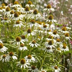 Echinacea Purpurea 'White Swan' 9 Echinacea Purpurea 'White Swan' -Planticaa Sales Store x600 22645