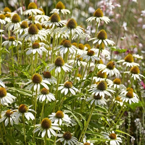 Echinacea Purpurea 'White Swan' 5 Echinacea Purpurea 'White Swan' - Image 3