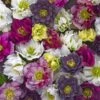 Helleborus Wedding Party® Mix -Planticaa Sales Store x600 22745