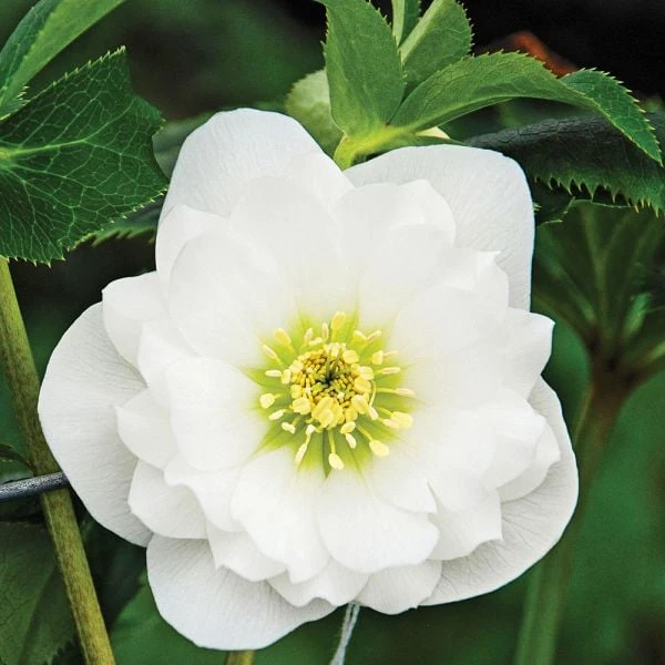 Helleborus Wedding Party® Mix 4 Helleborus Wedding Party® Mix - Image 2