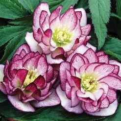 Helleborus Wedding Party® Mix 11 Helleborus Wedding Party® Mix -Planticaa Sales Store x600 22747