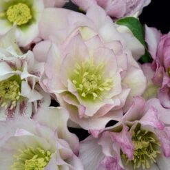 Helleborus Wedding Party® Mix 12 Helleborus Wedding Party® Mix -Planticaa Sales Store x600 22748