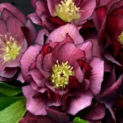 Helleborus Wedding Party® Mix 13 Helleborus Wedding Party® Mix -Planticaa Sales Store x600 22749