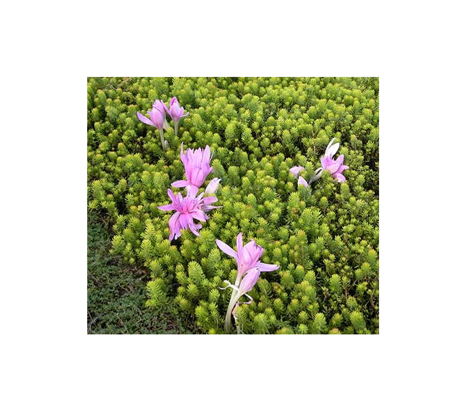 Colchicum 'Waterlily' 3 Colchicum 'Waterlily'