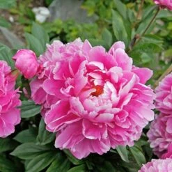 Peony 'Doctor Alexander Fleming' -Planticaa Sales Store x600 22801