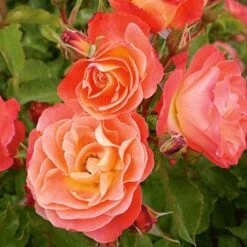 Rose Easy Elegance® Coral Cove