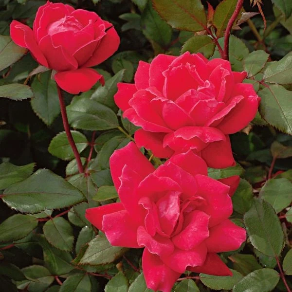Rose Double Knock Out® 4 Rose Double Knock Out® - Image 2