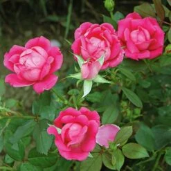 Rose Pink Double Knock Out® -Planticaa Sales Store x600 22834