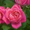 Rose Pink Double Knock Out® -Planticaa Sales Store x600 22835