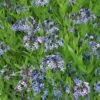 Amsonia 'Blue Ice'