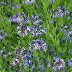 Amsonia 'Blue Ice'